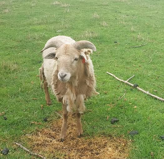 Mark Anthony at Nightrave, African Pygmy ram