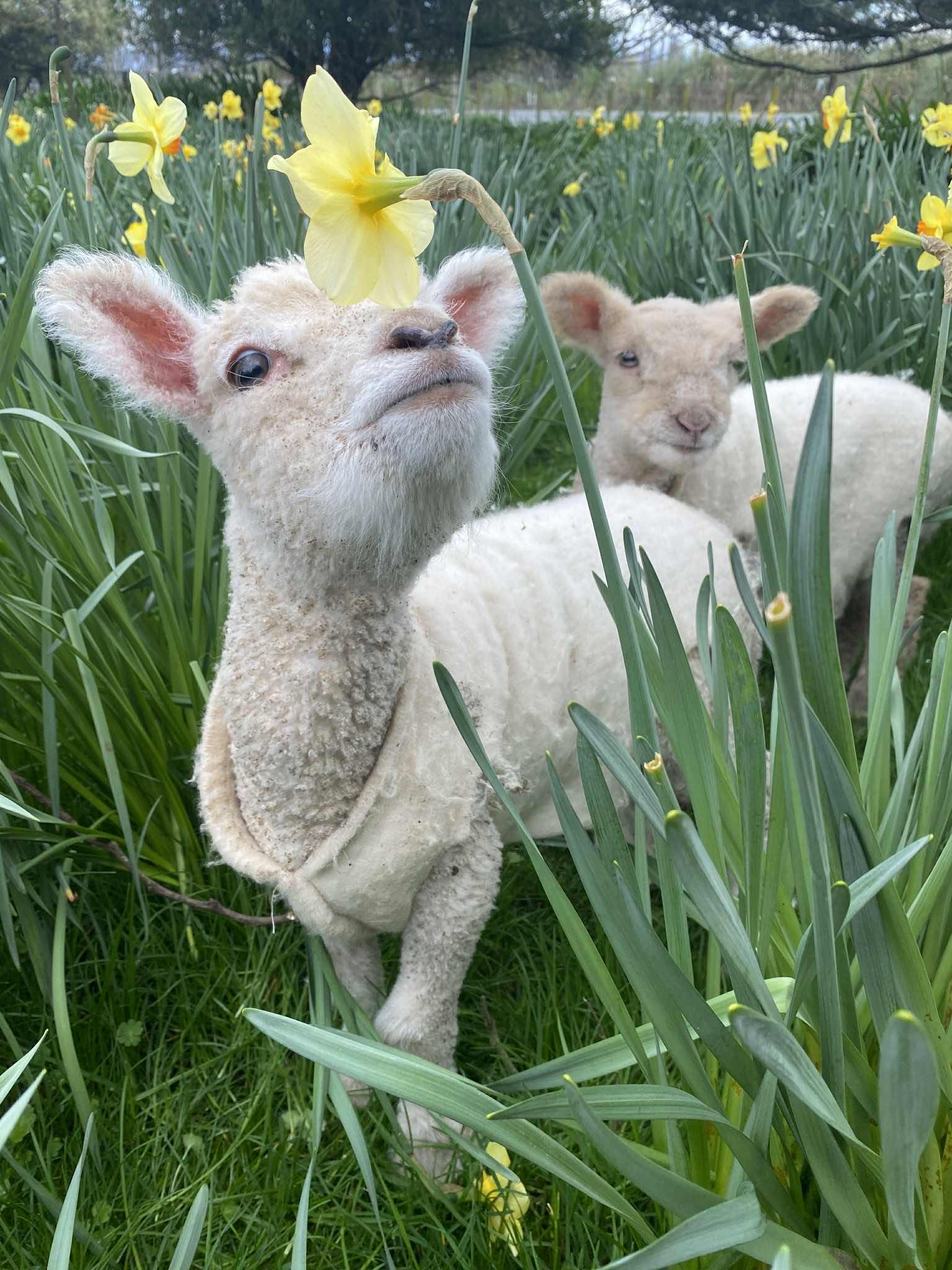 Purebred Babydoll lambs among daffodils at Nightrave