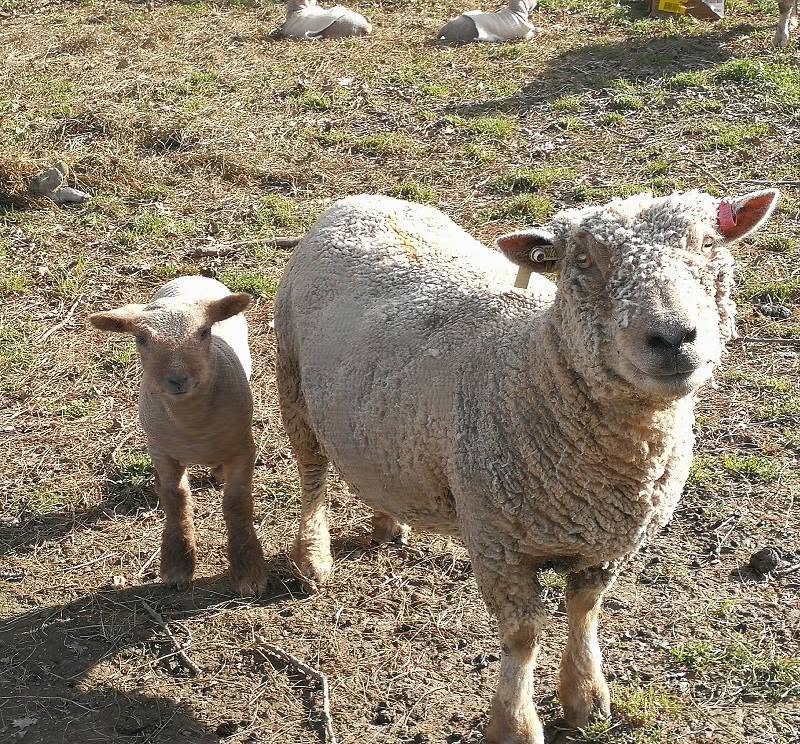 Purebred Babydoll ewe with her lamb