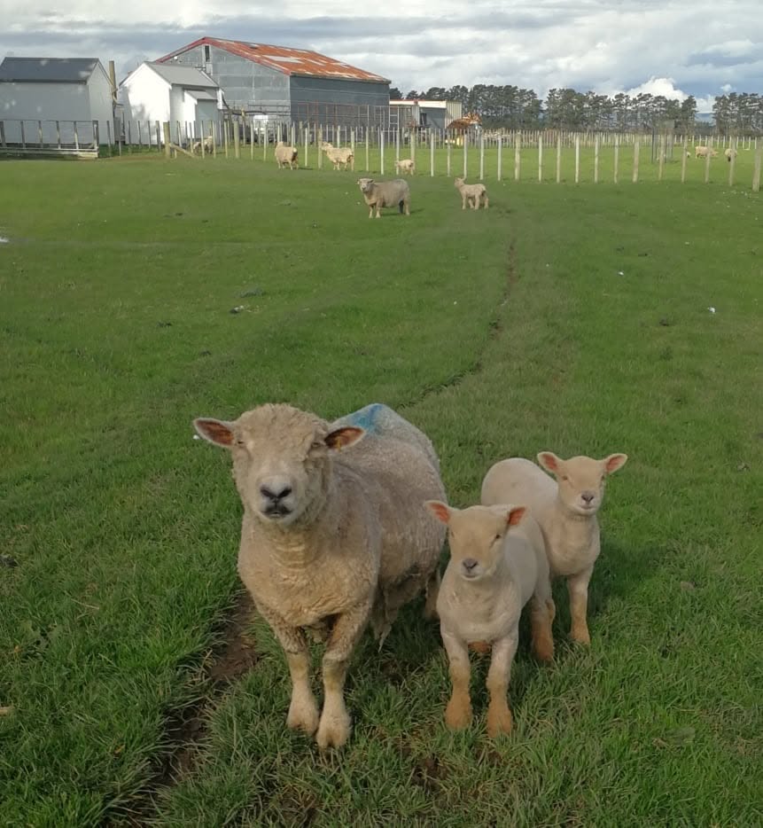 Purebred Babydoll ewe with twin lambs