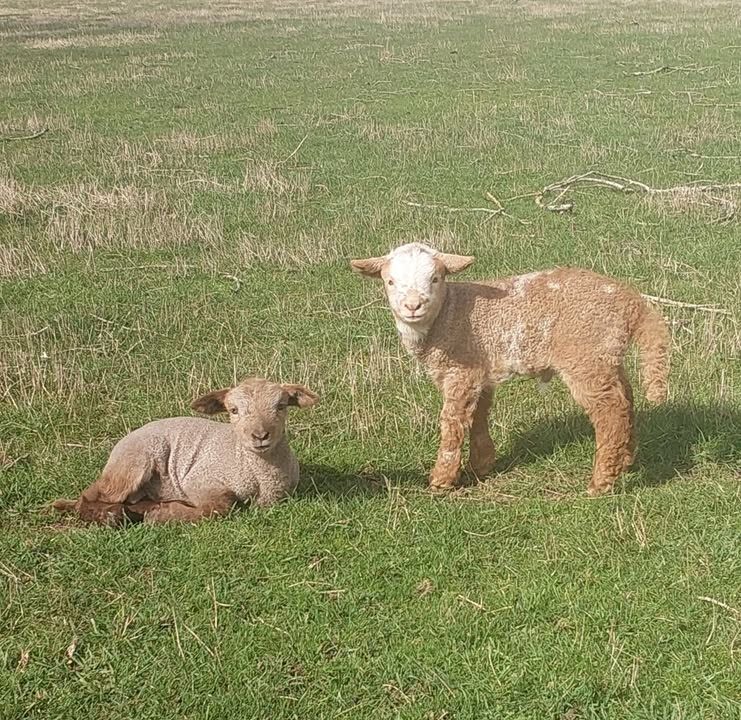 Two African Pygmy cross lambs