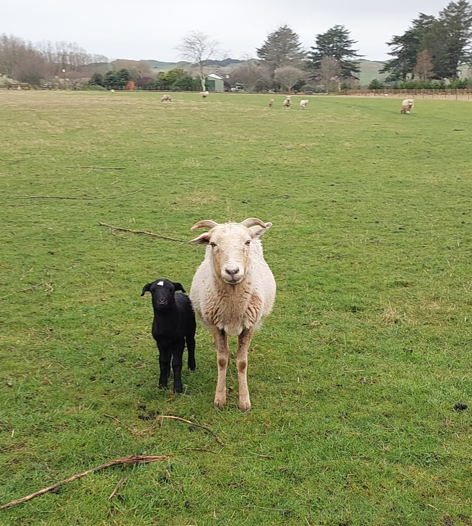 African Pygmy ewe with her male lamb