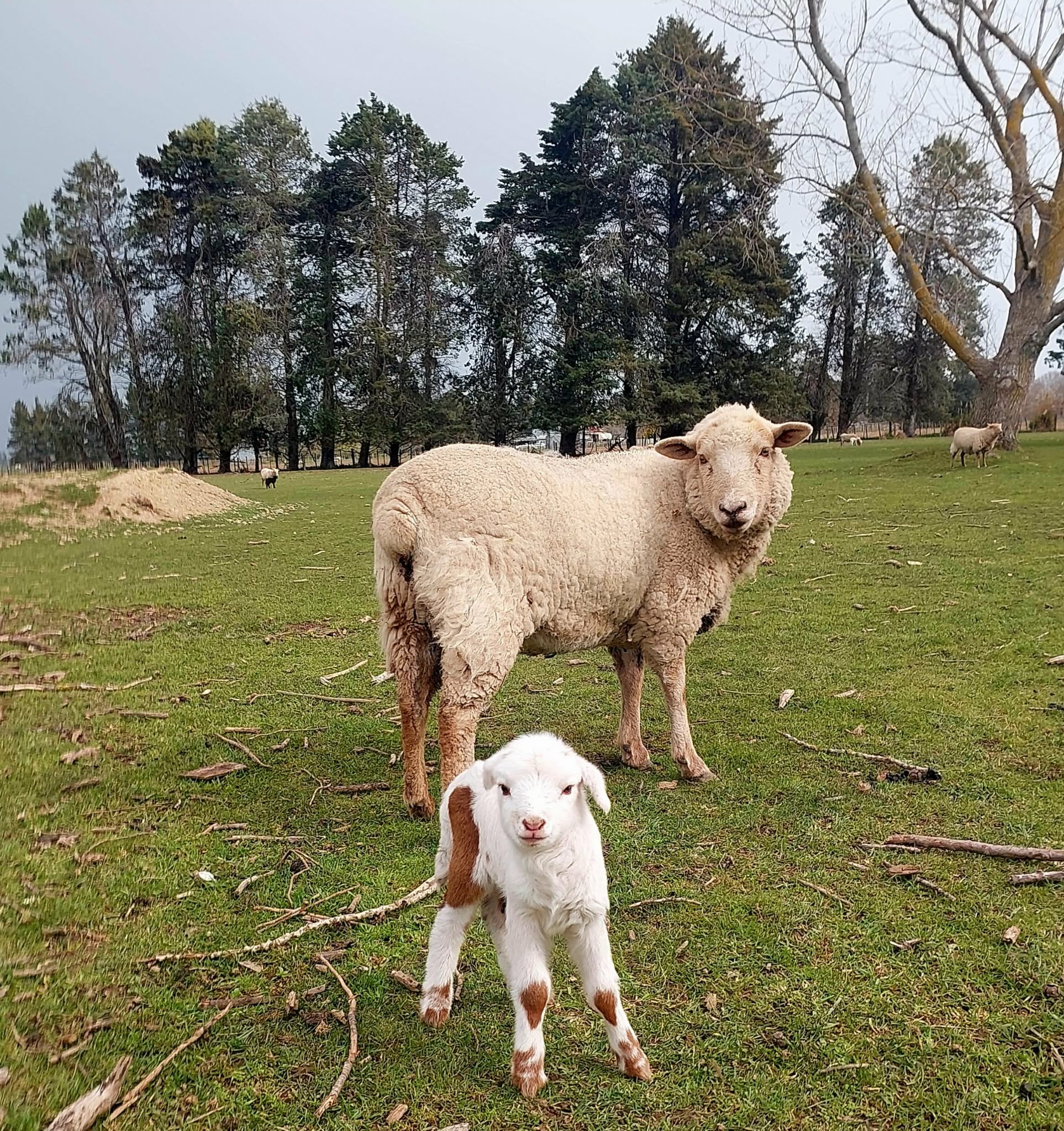 Tiny coloured African Pygmy cross ewe lamb at Nightrave